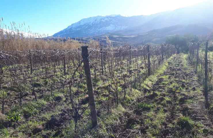 Tenuta Pettinella 