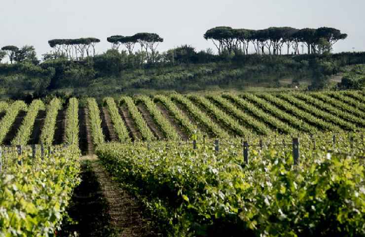 Tenuta Fioranello 