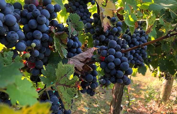 Vino Etna