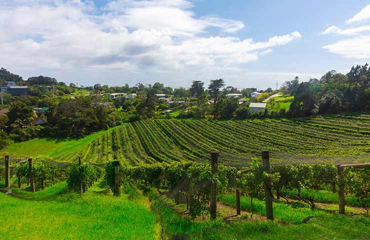 Vino Nuova Zelanda