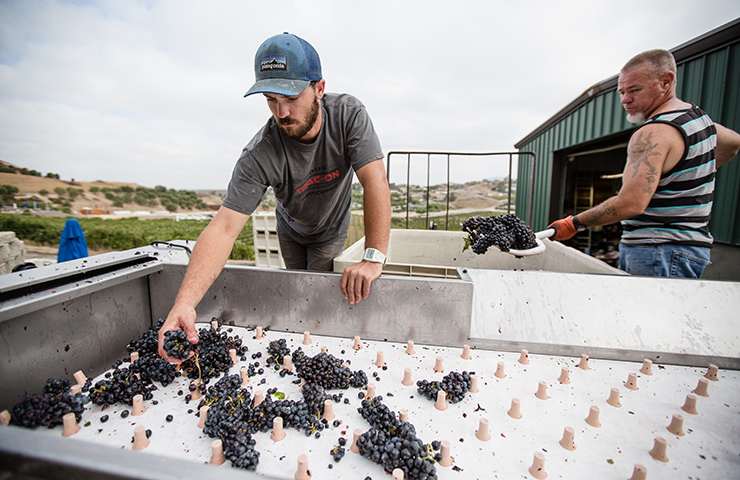 Fermentazione del vino