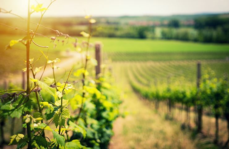 Vino argentina