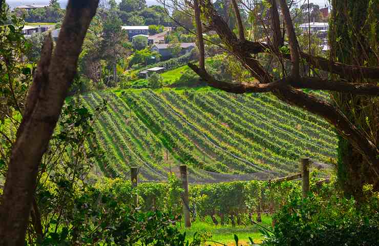 Vino Nuova Zelanda