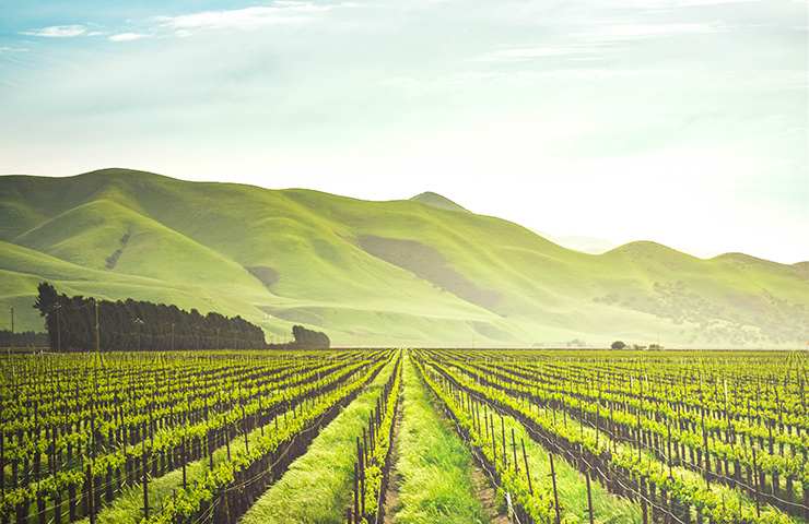 Vino negli Stati Uniti