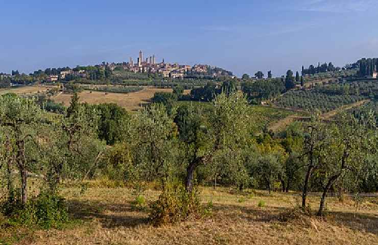 Vista di San Gimignano con i suoi uliveti