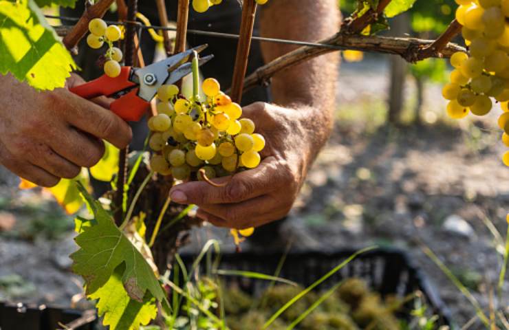 Vendemmia