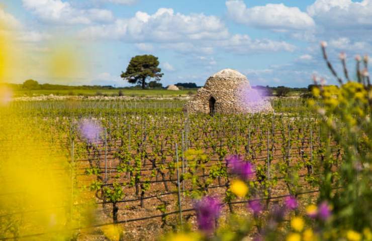 Vigneto in Puglia