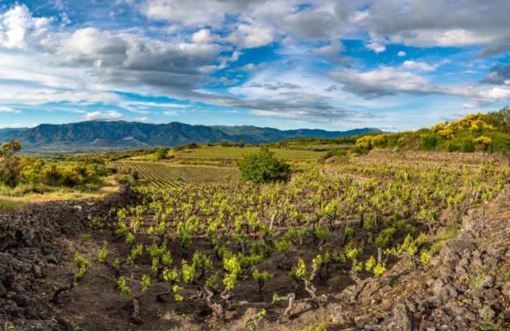 Vigneto su Etna