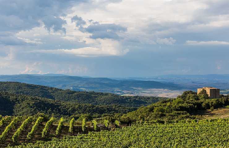 vigna di Brunello di Montalcino