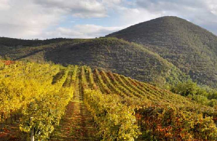 I vigneti dei Colli Euganei