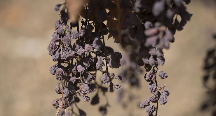 uva malvasia delle lipari essiccata