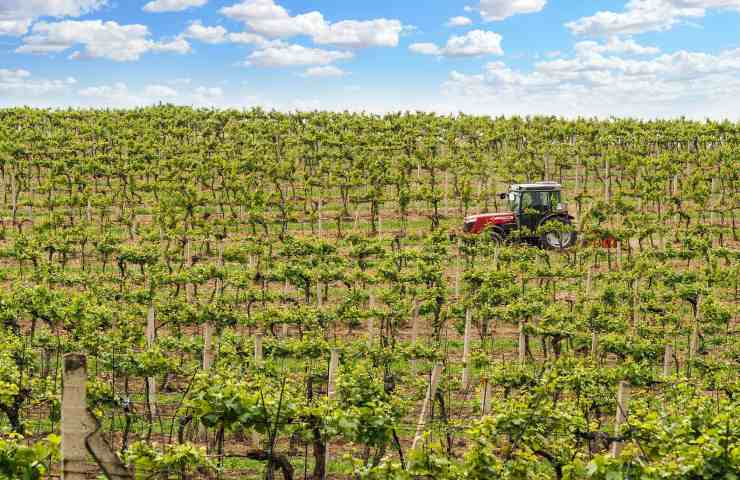 Prosecco, le migliori cantine in Italia