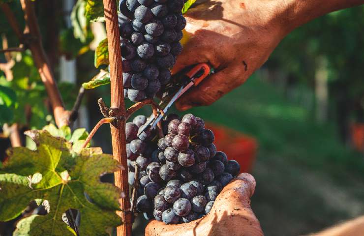 Uomo che taglia un grappolo d'uva dalla vigna