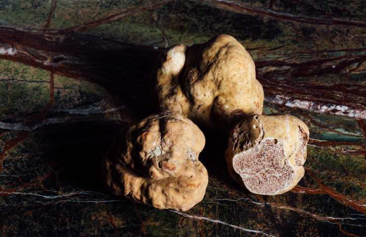 Tartufo bianco