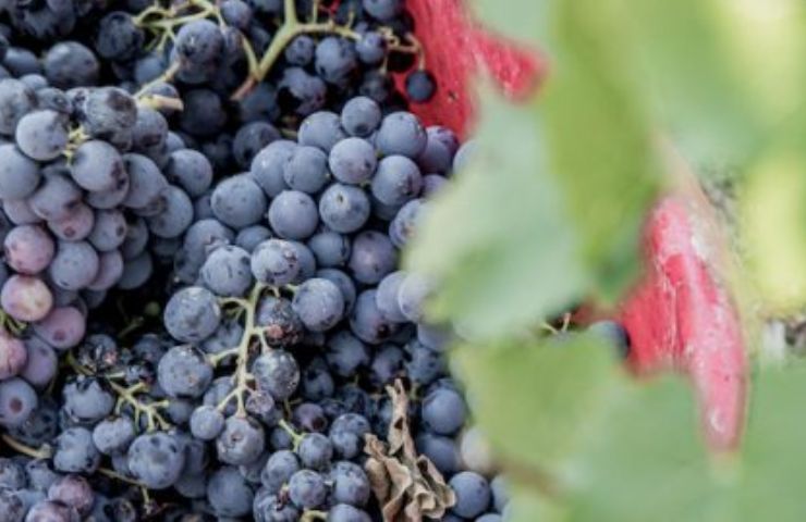 grappoli d'uva Bonarda piemontese 