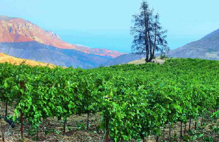 vigna della Cantina Tetramythos