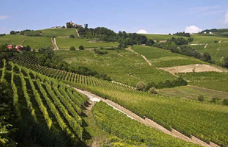 paesaggio dei vigneti delle Langhe