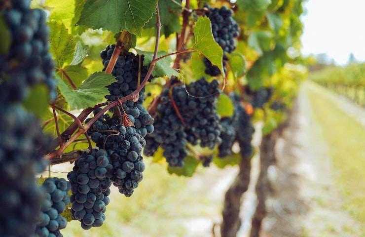 Primo piano su dei grappoli d'uva all'interno di un vigneto