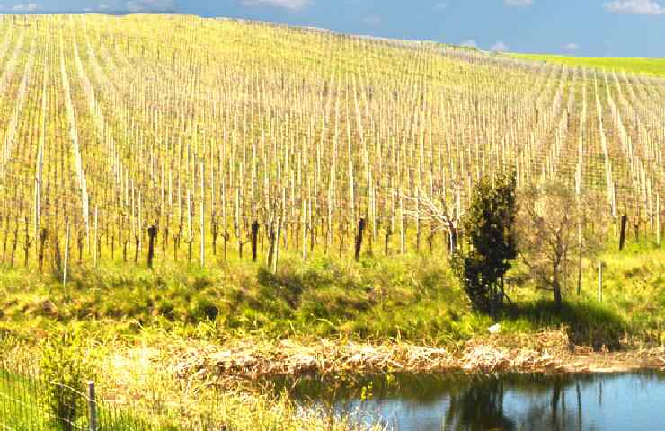 Vigneto dell'Azienda Agricola L'Archetipo di Taranto