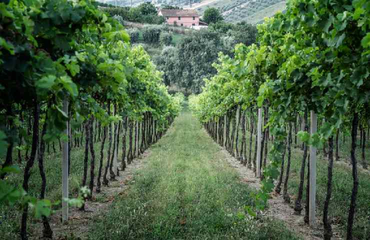 Vigneto dell'Azienda Agricola Montori