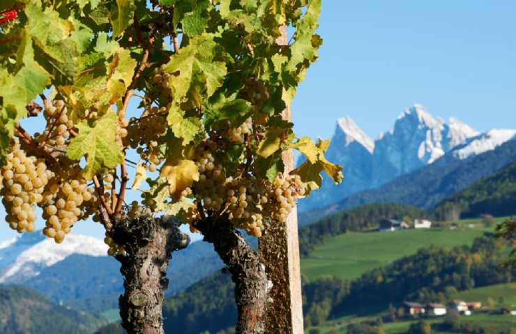 Vigneto Valle Isarco con sfondo sulle montagne dell'Alto Adige