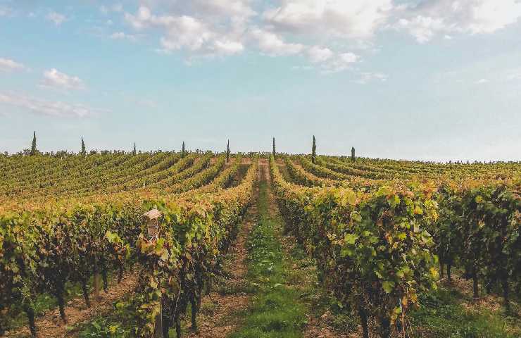 Vitigni di Bordeaux