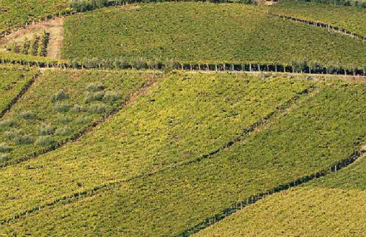 Vitigno di Montepulciano d'Abruzzo