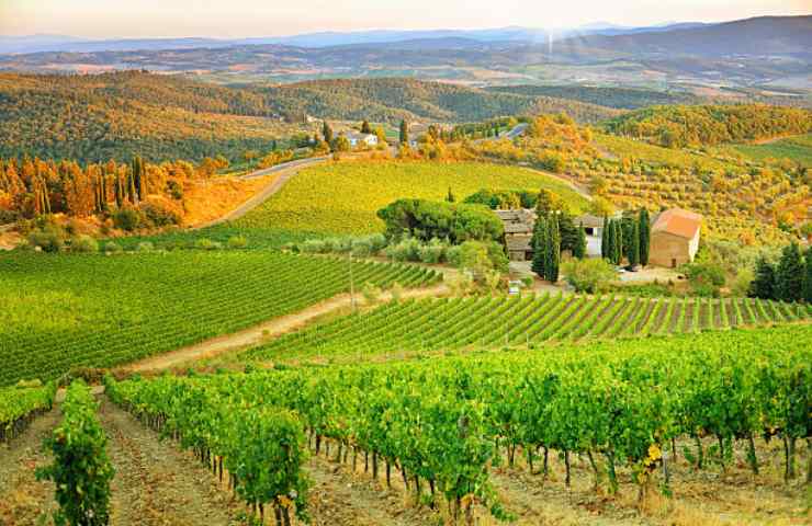 Vigneti di Montepulciano