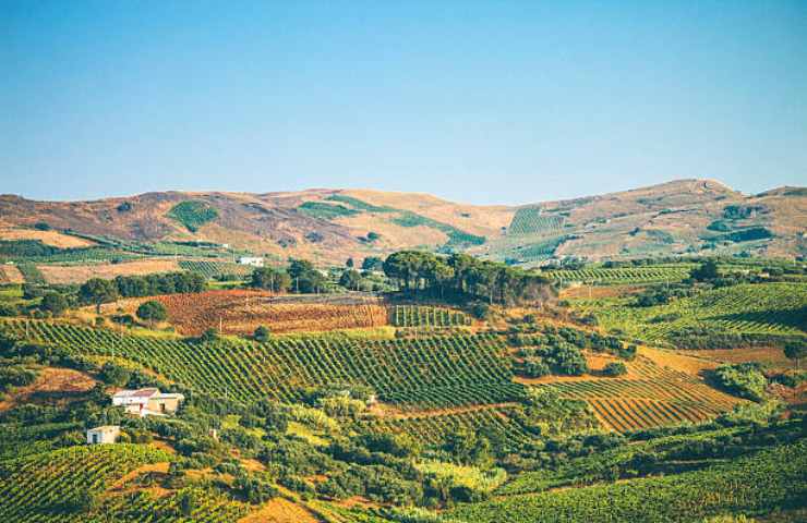 Vigneti in Sicilia