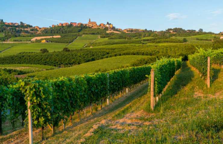 Vigneto in Piemonte