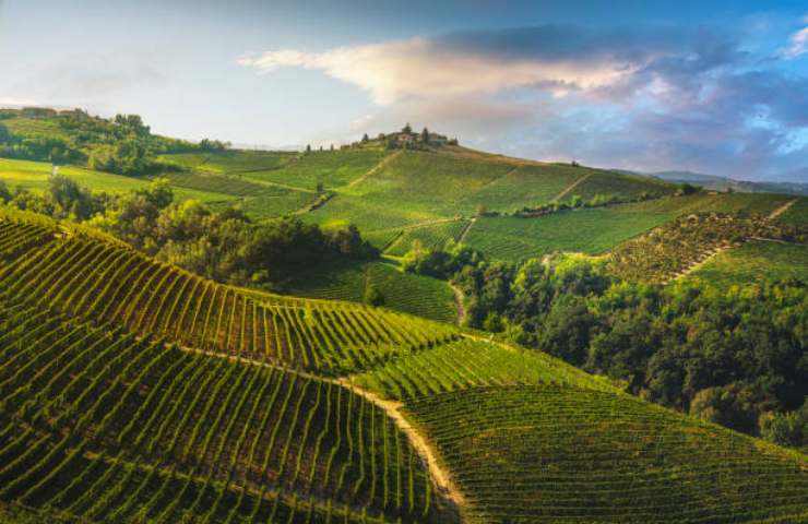 Vigneto nelle Langhe