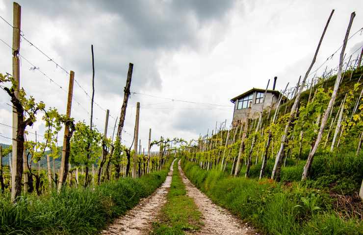 Vigneto di Conegliano, dove si produce il Prosecco Valdobbiadene