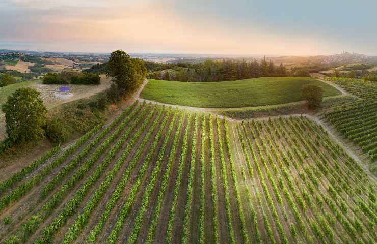 Vigneti del Monferrato