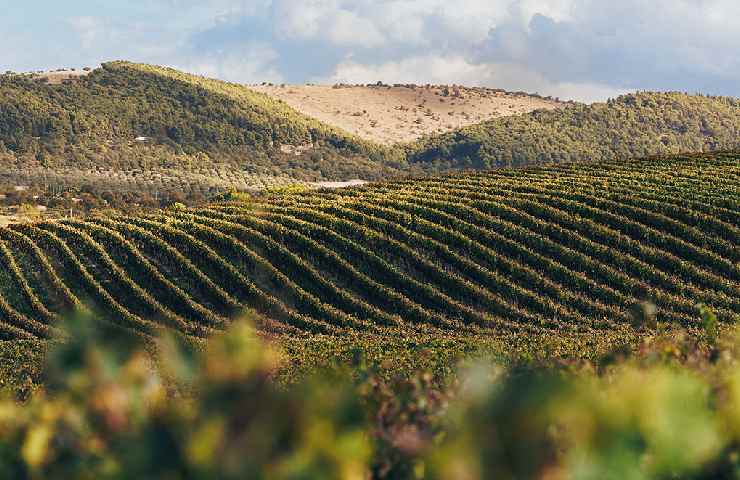 Vigneti della Tenuta Bocca di Lupo