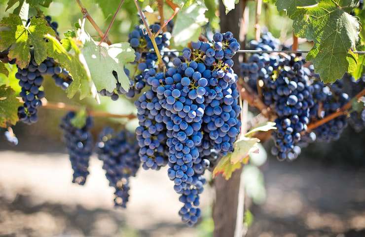 Primo piano su un grappolo d'uva nera per fare il vino