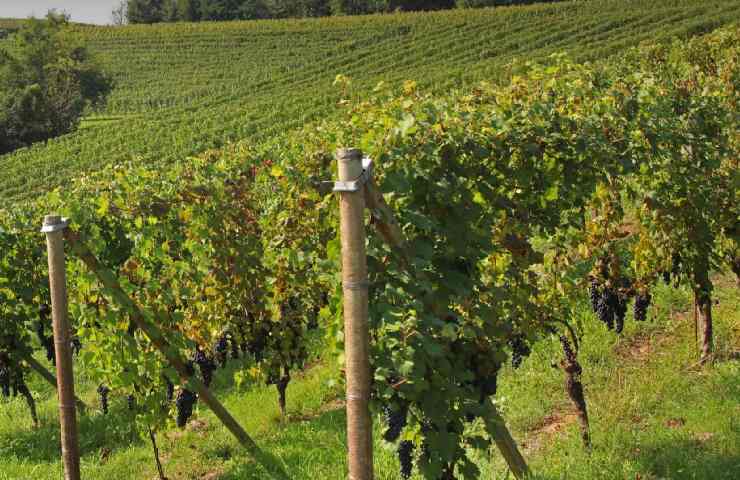 Vigneti dell'Azienda La Montagnetta