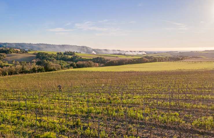 Vigneto dell'Azienda Vinicola Gianni Moscardini