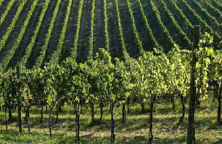 Vigneto dell'Azienda Agricola Mastroberardino