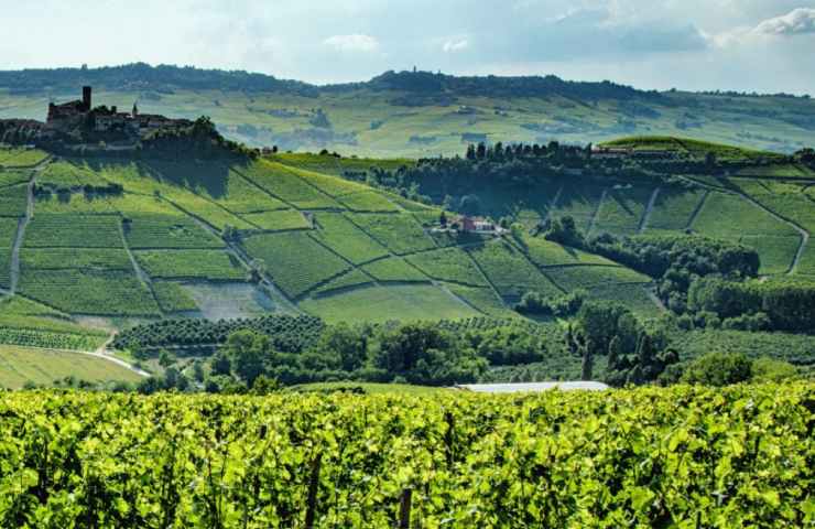 Vigneto di uva Nebbiolo