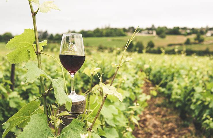 Calice di vino rosso appoggiato su un paletto di legno in un vigneto