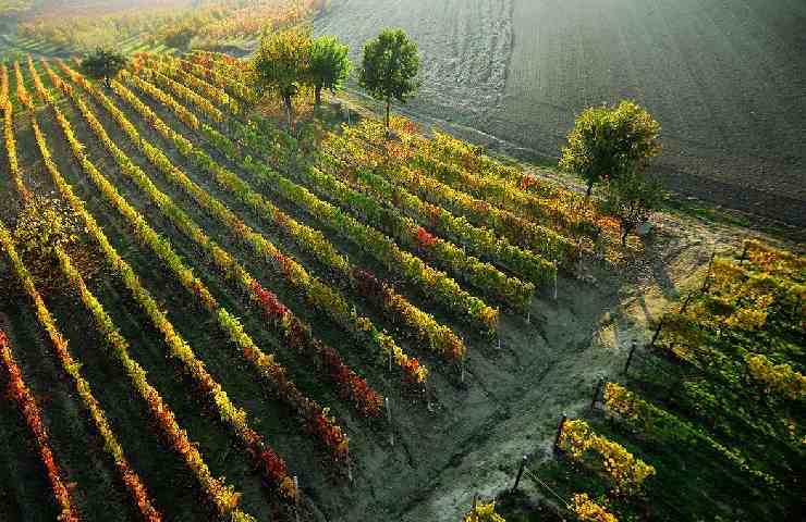 Vitigno di uve Barbera