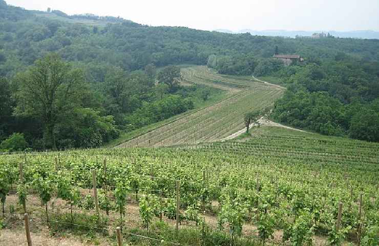 Vitigno del Ribolla Gialla in Friuli Venezia Giulia