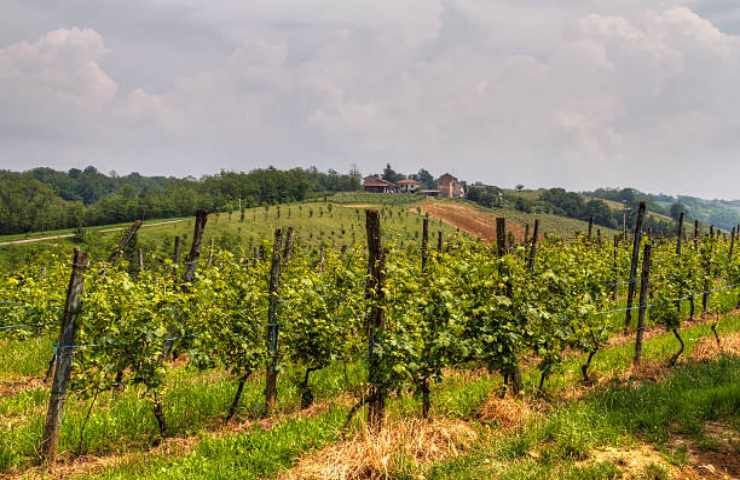 Vigneto in Piemonte