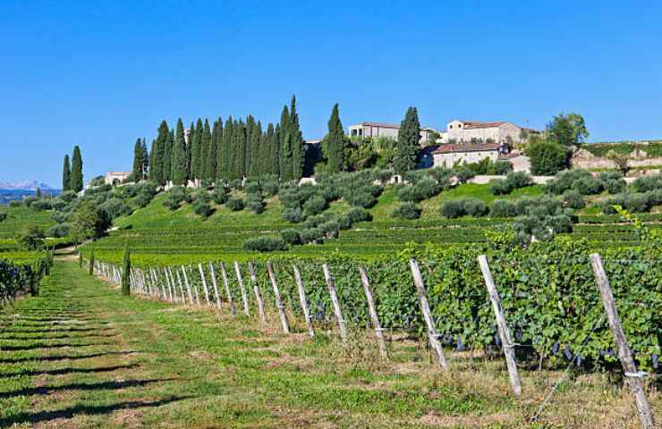 Vitigno in Valpolicella