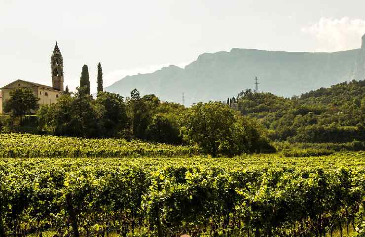 Vitigni Azienda agricola Pravis