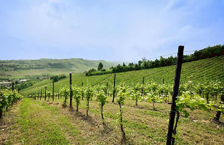 Vigneti della Tenuta Giorgi