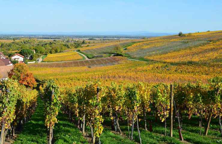 Vista su un vigneto di una bianca