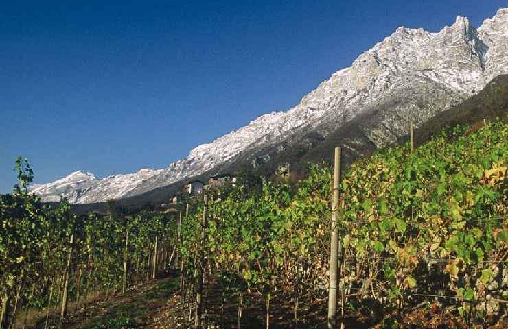 Vino di montagna, ecco come vengono prodotti