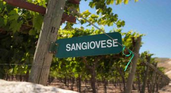 Sangiovese, la storia e le caratteristiche