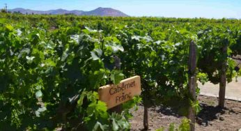 Il vitigno Cabernet Franc, storia e caratteristiche